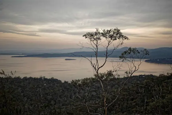 Coles Bay, tree (1)